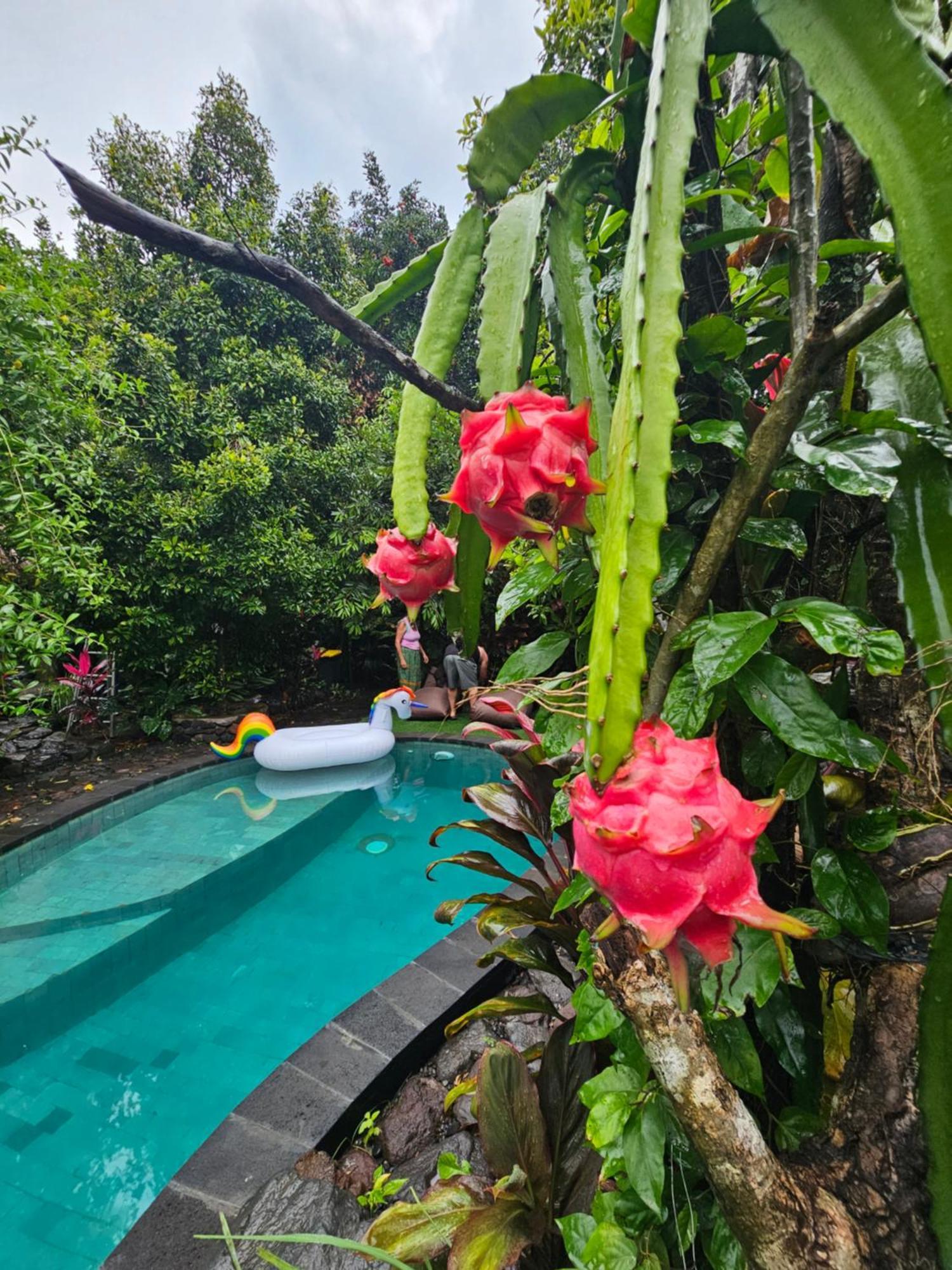 Les Garden Villa Tejakula Esterno foto